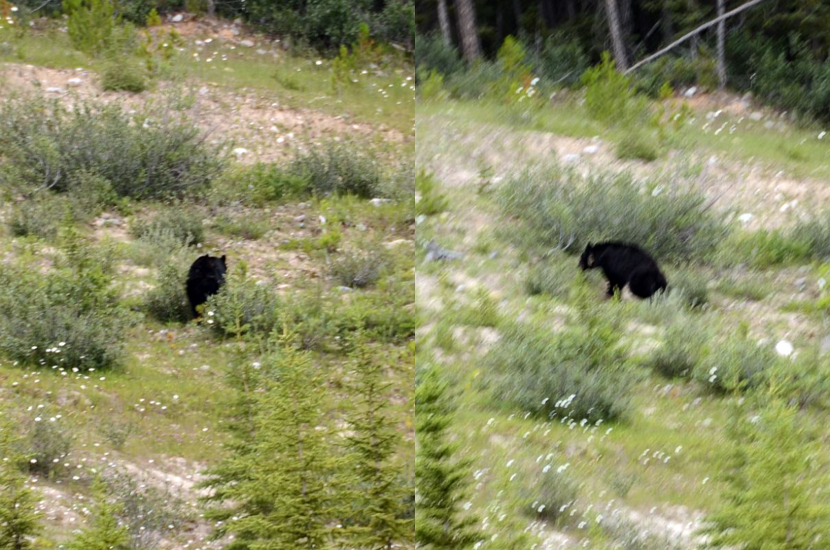 18 A Bear In A Field Next To The Road From Lake Louise Village To Lake Louise